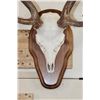 Image 5 : AXIS DEER Skull on a Wooden Plaque