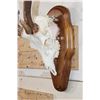 Image 6 : AXIS DEER Skull on a Wooden Plaque