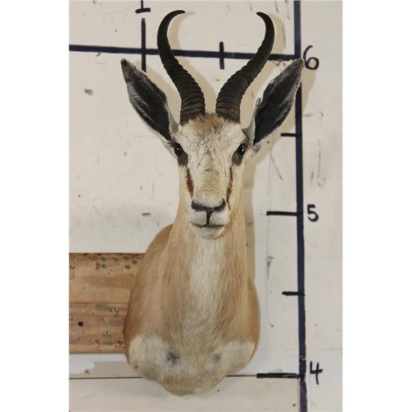 COMMON SPRINGBOK Shoulder Mount