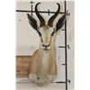 Image 1 : COMMON SPRINGBOK Shoulder Mount