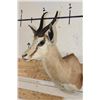 Image 3 : COMMON SPRINGBOK Shoulder Mount