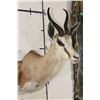 Image 4 : COMMON SPRINGBOK Shoulder Mount