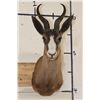 Image 1 : CHOCOLATE SPRINGBOK Shoulder Mount