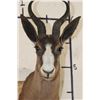Image 6 : CHOCOLATE SPRINGBOK Shoulder Mount