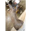 Image 8 : CHOCOLATE SPRINGBOK Shoulder Mount