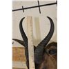 Image 9 : CHOCOLATE SPRINGBOK Shoulder Mount