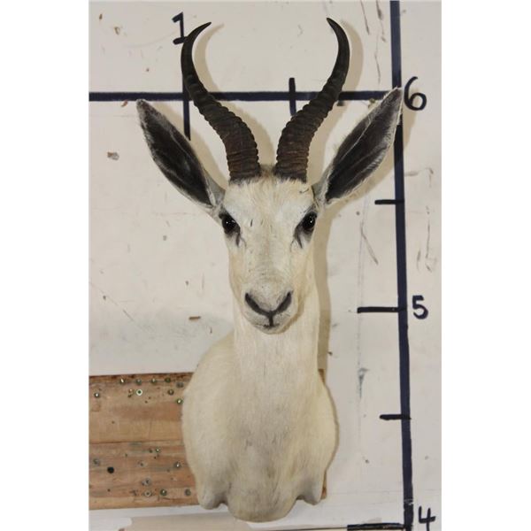 WHITE SPRINGBOK Shoulder Mount