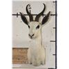Image 2 : WHITE SPRINGBOK Shoulder Mount