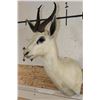 Image 3 : WHITE SPRINGBOK Shoulder Mount