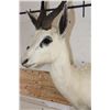 Image 6 : WHITE SPRINGBOK Shoulder Mount