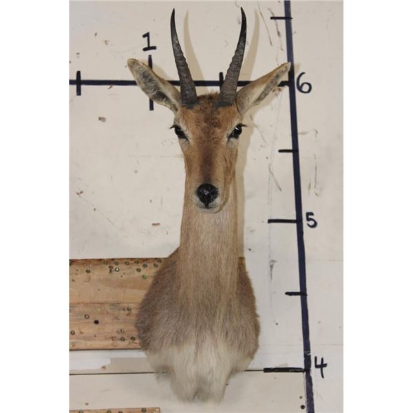 MOUNTAIN REEDBUCK Shoulder Mount
