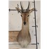 Image 1 : MOUNTAIN REEDBUCK Shoulder Mount