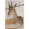 Image 2 : MOUNTAIN REEDBUCK Shoulder Mount