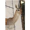 Image 3 : MOUNTAIN REEDBUCK Shoulder Mount
