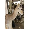 Image 4 : MOUNTAIN REEDBUCK Shoulder Mount