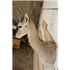 Image 5 : MOUNTAIN REEDBUCK Shoulder Mount