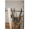 Image 7 : MOUNTAIN REEDBUCK Shoulder Mount