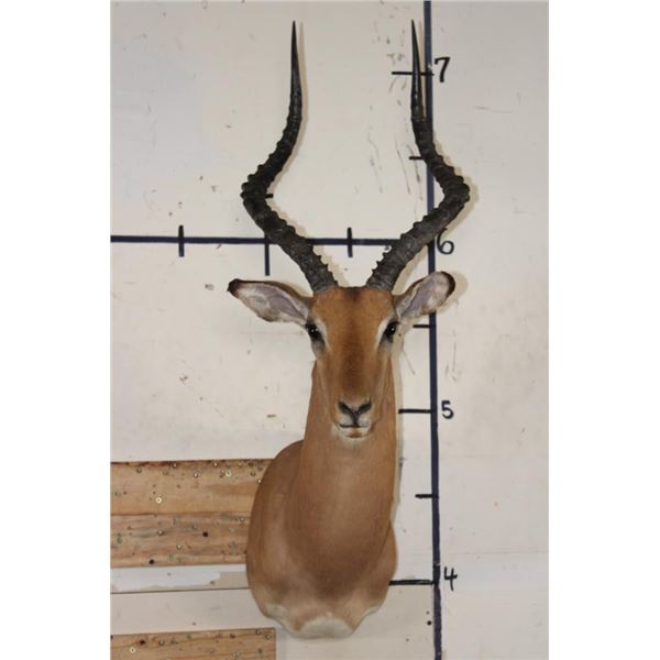 IMPALA Shoulder Mount