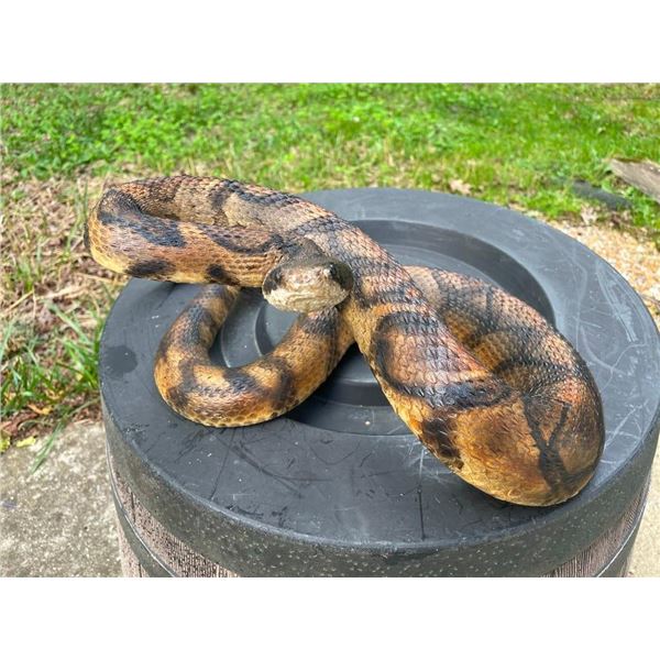 Life-sized Striking RATTLESNAKE with a Big Rattle