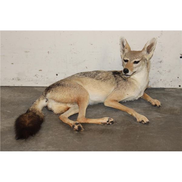 Life-sized Freestanding BLACK-BACKED JACKAL