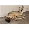 Image 3 : Life-sized Freestanding BLACK-BACKED JACKAL