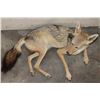 Image 5 : Life-sized Freestanding BLACK-BACKED JACKAL