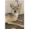 Image 6 : Life-sized Freestanding BLACK-BACKED JACKAL