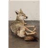 Image 7 : Life-sized Freestanding BLACK-BACKED JACKAL