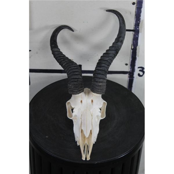 SPRINGBOK Skull with ALL its Teeth