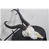 Image 2 : SPRINGBOK Skull with ALL its Teeth