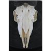 Image 5 : SPRINGBOK Skull with ALL its Teeth