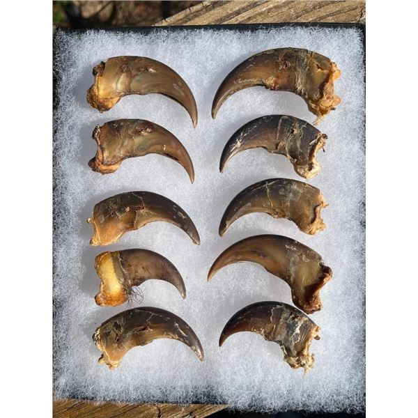 (10) BLACK BEAR Front Claws in a Glass Display Case (ONE$)