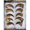 Image 1 : (10) BLACK BEAR Front Claws in a Glass Display Case (ONE$)