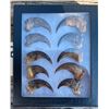 Image 2 : (10) BLACK BEAR Front Claws in a Glass Display Case (ONE$)