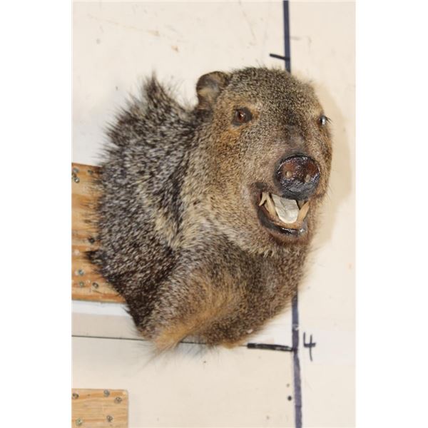 JAVELINA Shoulder Mount