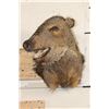 Image 2 : JAVELINA Shoulder Mount