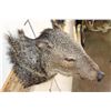 Image 5 : JAVELINA Shoulder Mount