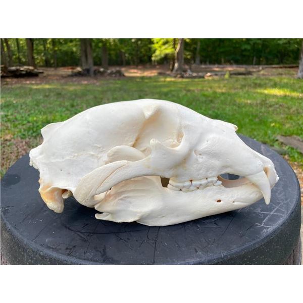 XXL BLACK BEAR Skull with All its Teeth