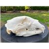 Image 1 : XXL BLACK BEAR Skull with All its Teeth