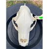 Image 4 : XXL BLACK BEAR Skull with All its Teeth