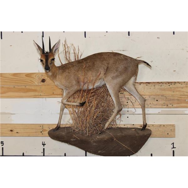 Life-sized COMMON DUIKER on a Wall Hanging Base