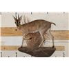 Image 1 : Life-sized COMMON DUIKER on a Wall Hanging Base