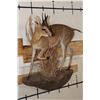 Image 2 : Life-sized COMMON DUIKER on a Wall Hanging Base