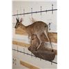 Image 3 : Life-sized COMMON DUIKER on a Wall Hanging Base