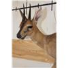 Image 4 : Life-sized COMMON DUIKER on a Wall Hanging Base