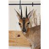 Image 5 : Life-sized COMMON DUIKER on a Wall Hanging Base