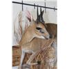 Image 6 : Life-sized COMMON DUIKER on a Wall Hanging Base