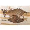 Image 8 : Life-sized COMMON DUIKER on a Wall Hanging Base