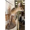 Image 9 : Life-sized COMMON DUIKER on a Wall Hanging Base