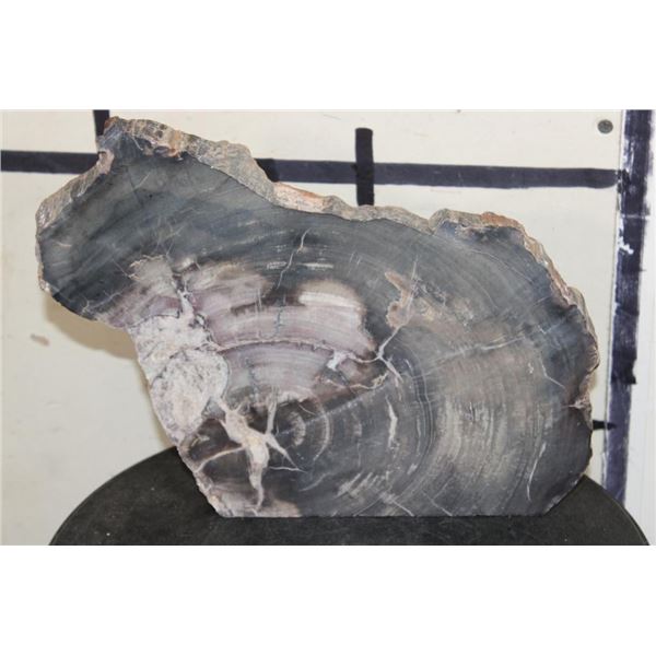 Arizona Rainbow Fossilized PETRIFIED Wood Slice